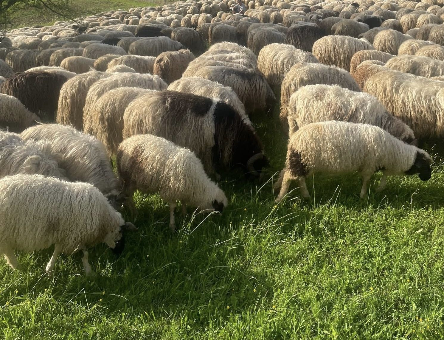 Udar groma usmrtio tridesetak ovaca na planini Hrbina kod Kupresa